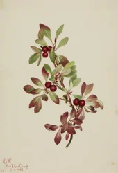 Ptarmiganbes (Arctous alpina)