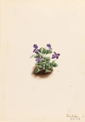 Paars bergviooltje (Viola adunca)