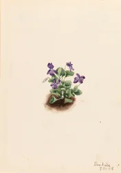 Paarse bergviolet Viola adunca, 1918