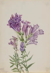 Purperen Pentstemon (Pentstemon lyallii)