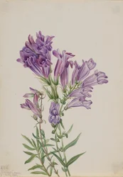 Paarse pentstemon Pentstemon lyallii, 1923