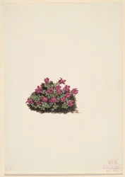 Purpersaxifrage (Saxifraga oppositifolia)