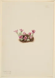 Purpersaxifrage (Saxifrage oppositifolia)