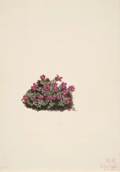 Paarse Saxifrage Saxifraga oppositifolia