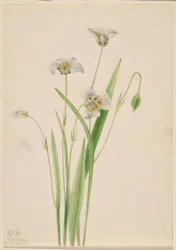 Kattenoren (Calochortus elegans)