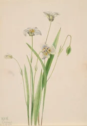Pussy-ears Calochortus elegans, 1923