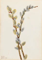 Verkleurende wilg (Salix discolor)