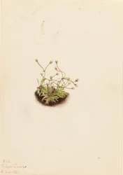 Dwergorchis (Androsace subumbellata)