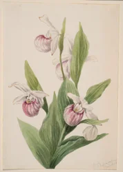 Koninginneplant (Cypripedium reginae)