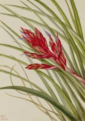 Kieuwbladige Tillandsia (Tillandsia fasciculata)