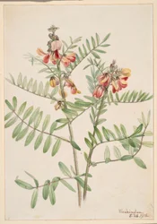 Konijnenboon (Cracca virginiana)