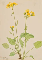 Kruiskruid Senecio burkei
