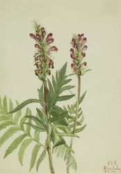 Rood-Helm Pedicularis bracteosa, 1924
