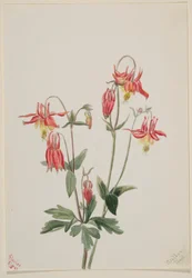 Rode akelei (Aquilegia formosa)