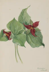 Rode Trillium (Trillium erectum)