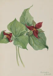 Rode Trillium Trillium erectum, 1918