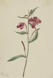 Rood wilgenroosje (Epilobium latifolium)