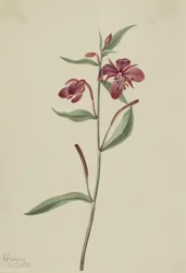 Rode Wilgenroosje Epilobium latifolium