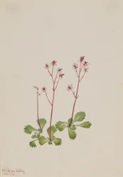 Roodsteelsaxifrage (Saxifraga lyallii)