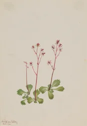 Roodstengel Saxifrage Saxifraga lyallii