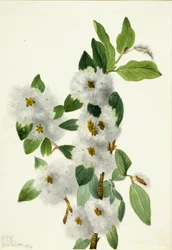 Rotswilg Salix vestita, 1934