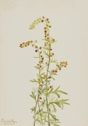 Rots Alsem Artemisia discolor, 1917