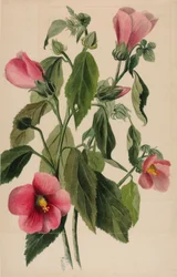 Rozengentiaan (Sabbatia angularis)