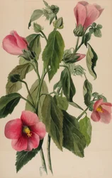 Roze Gentiaan Sabbatia angularis, 1880