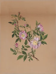 Rozenkransje (Hibiscus moscheutos)