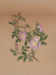 Roos Malve Hibiscus moscheutos, 1878