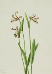 Rosebud Orchidee Pogonia divaricata, 1926