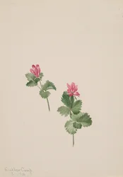 Rubus articus, 1881