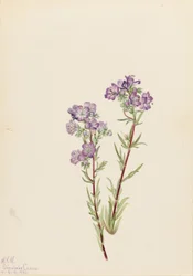 Zandfacelia (Phacelia linearis)