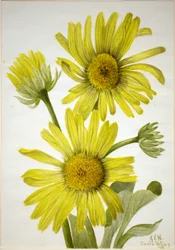 Satijnblad-goudkop (Enceliopsis covillei)
