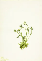 Sakifrage (Saxifraga caespitosa)