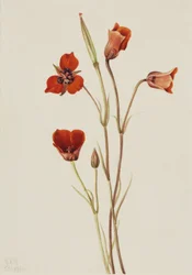 Scharlaken mariposa (Calochortus kennedyi)