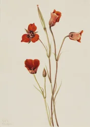 Scarlet Mariposa Calochortus kennedyi, 1926