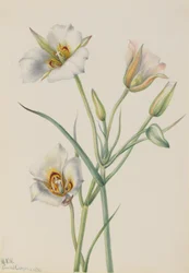 Sego-lelie Calochortus nuttallii, 1933