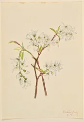 Schaduwstruik (Amelianchier oblongifolia)