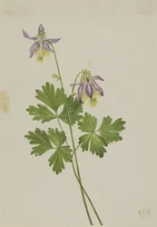 Kortbladige akelei (Aquilegia brevistyla)