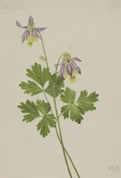 Kortspoor Akelei Aquilegia brevistyla, 1907
