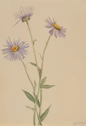 Showy Fleabane Erigeron salsuginosus