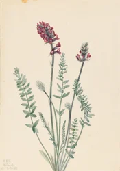 Opvallende oxytroop (Oxytropis splendens)