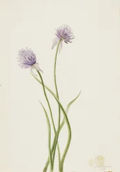 Siberische ui Allium sibericum