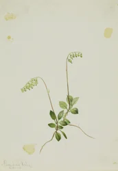 Pyrola (Pyrola secunda)