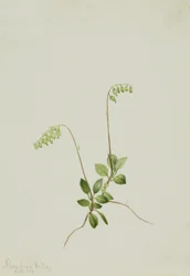 Sidebells Pyrola Pyrola secunda, 1916