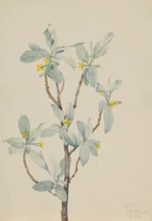 Zilverbes (Elaeagnus commutata)