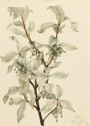 Zilverbes (Elaeagnus commutata)