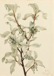 Zilverbes Elaeagnus commutata, 1922