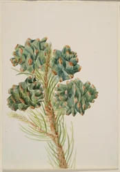 Enkelbladige den (Pinus monophylla)